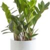 51Sy_FnD6zL._AC_SL1000.jpg Live Indoor Houseplant in Modern Decor Planter, Natural Air Purifier in Potting Soil, Gift for Plant Lovers, Birthday Gift, Tabletop Living Room Decor, Desk Decor, 12-Inches Tall