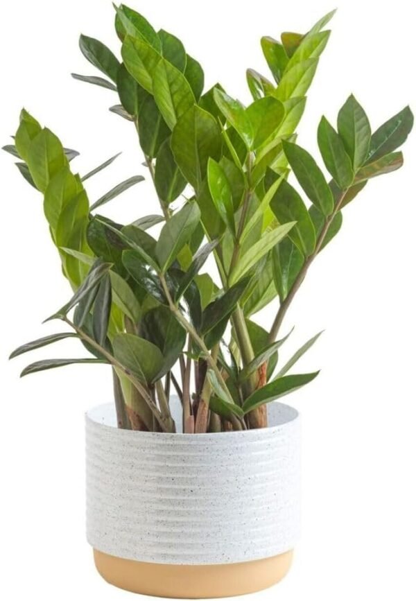 51Sy_FnD6zL._AC_SL1000.jpg Live Indoor Houseplant in Modern Decor Planter, Natural Air Purifier in Potting Soil, Gift for Plant Lovers, Birthday Gift, Tabletop Living Room Decor, Desk Decor, 12-Inches Tall
