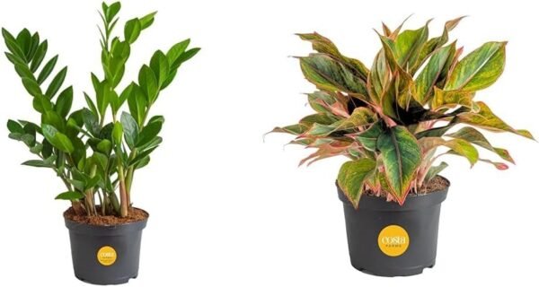 51xBeHquEHL._AC_SL1001.jpg Live Indoor Houseplant in Modern Decor Planter, Natural Air Purifier in Potting Soil, Gift for Plant Lovers, Birthday Gift, Tabletop Living Room Decor, Desk Decor, 12-Inches Tall