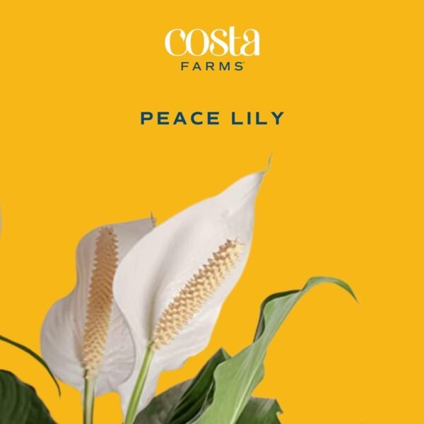 Peace Lily, Live Indoor Plant with Flowers, Easy to Grow Houseplant in Decorative Pot, Potting Soil, Thinking of You, Get Well Soon Gift, Room Decor, 1 Foot Tall