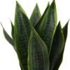 Fake Snake Plant 16" Faux Potted Plant Artificial Snake Plant with White Ceramic Pot Sansevieria Plant Perfect for House Modern Living Room Office Housewarming Gift Indoor Decor