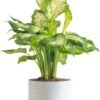 Dieffenbachia Live Plant Indoor, Easy Grow Light and Watering Houseplant, Potted in Indoors Garden Decor Plant Pot, Soil, Grower's Choice, Home and Office Plants Decor, 1 Foot Tall