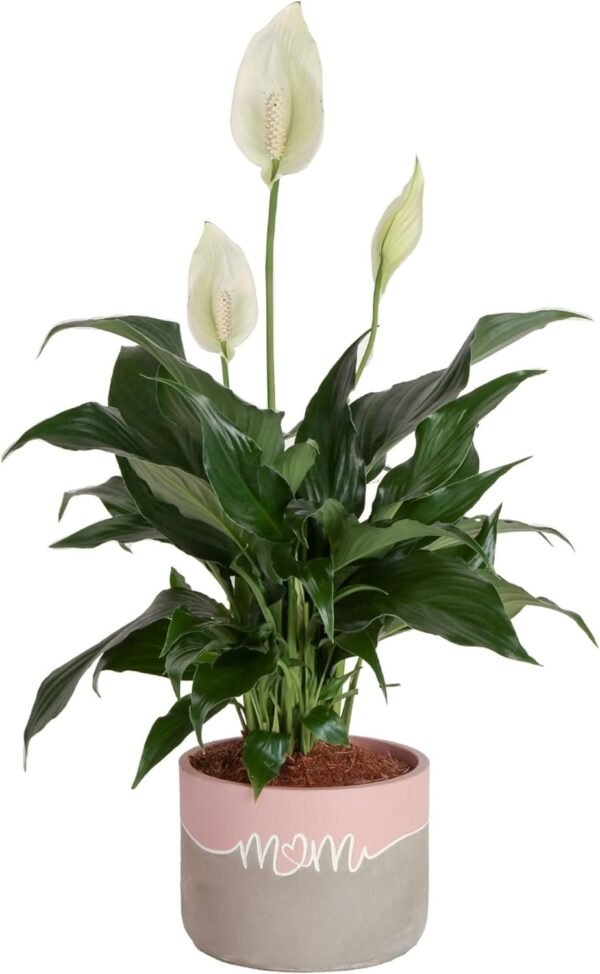 Peace Lily, Live Indoor Plant with Flowers, Easy to Grow Houseplant in Decorative Pot, Potting Soil, Thinking of You, Get Well Soon Gift, Room Decor, 1 Foot Tall