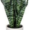 Fake Snake Plant 16" Faux Potted Plant Artificial Snake Plant with White Ceramic Pot Sansevieria Plant Perfect for House Modern Living Room Office Housewarming Gift Indoor Decor