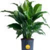Peace Lily, Live Indoor Plant with Flowers, Easy to Grow Houseplant in Decorative Pot, Potting Soil, Thinking of You, Get Well Soon Gift, Room Decor, 1 Foot Tall