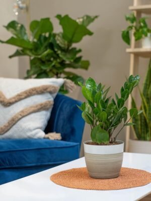 Live Indoor Houseplant in Modern Decor Planter, Natural Air Purifier in Potting Soil, Gift for Plant Lovers, Birthday Gift, Tabletop Living Room Decor, Desk Decor, 12-Inches Tall