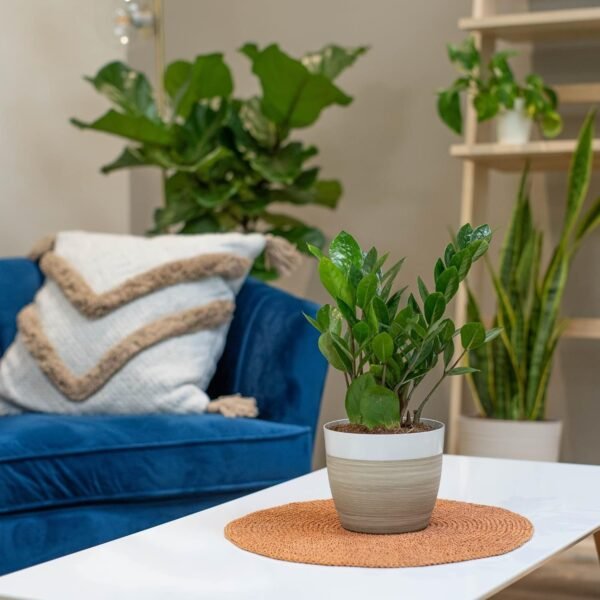 7143xOtgiQL._AC_SL1500.jpg Live Indoor Houseplant in Modern Decor Planter, Natural Air Purifier in Potting Soil, Gift for Plant Lovers, Birthday Gift, Tabletop Living Room Decor, Desk Decor, 12-Inches Tall