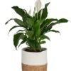 Peace Lily, Live Indoor Plant with Flowers, Easy to Grow Houseplant in Decorative Pot, Potting Soil, Thinking of You, Get Well Soon Gift, Room Decor, 1 Foot Tall
