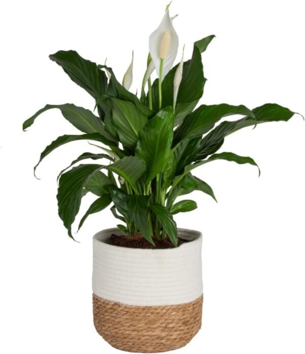 Peace Lily, Live Indoor Plant with Flowers, Easy to Grow Houseplant in Decorative Pot, Potting Soil, Thinking of You, Get Well Soon Gift, Room Decor, 1 Foot Tall