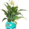 Peace Lily, Live Indoor Plant with Flowers, Easy to Grow Houseplant in Decorative Pot, Potting Soil, Thinking of You, Get Well Soon Gift, Room Decor, 1 Foot Tall