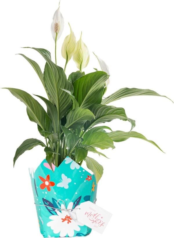 Peace Lily, Live Indoor Plant with Flowers, Easy to Grow Houseplant in Decorative Pot, Potting Soil, Thinking of You, Get Well Soon Gift, Room Decor, 1 Foot Tall