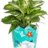Dieffenbachia Live Plant Indoor, Easy Grow Light and Watering Houseplant, Potted in Indoors Garden Decor Plant Pot, Soil, Grower's Choice, Home and Office Plants Decor, 1 Foot Tall