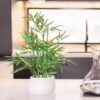 71CtWXNp1_L._AC_SL1280.jpg 18 inch Tall White Potted Faux Bamboo Plant- Luxury Artificial Bamboo Tree in White Pot for Home, Office, Kitchen, Counter Top, Indoor Decor, Money Tree, Lucky Bamboo Tree.