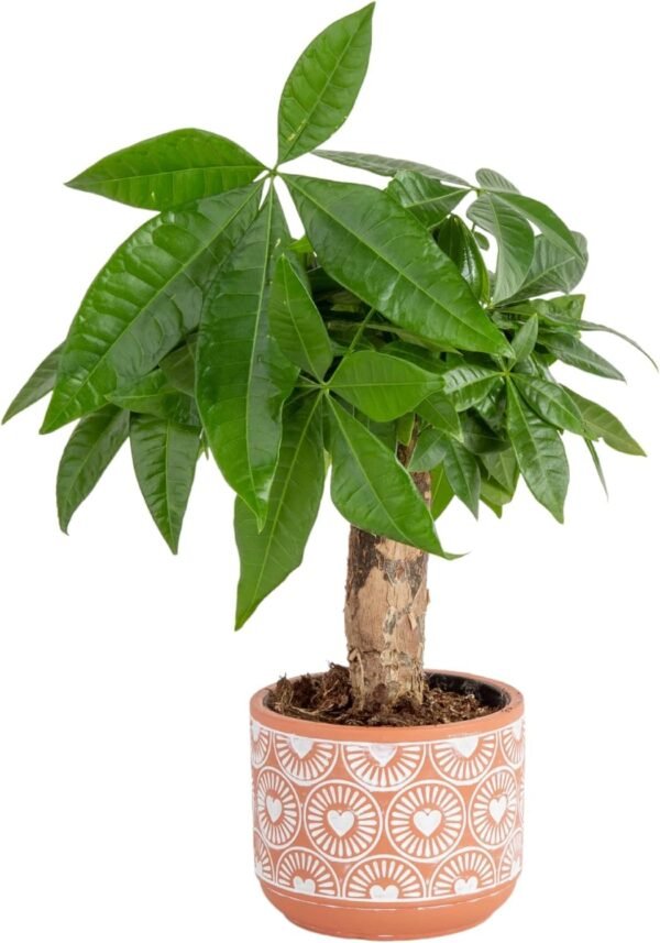 Money Tree, Easy to Grow Live Indoor Plant, Bonsai Houseplant in Ceramic Planter Pot, Potting Soil, Home Décor, Gardening, Birthday, Housewarming, 12-16 Inches Tall