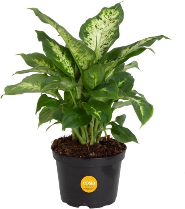 Dieffenbachia Live Plant Indoor, Easy Grow Light and Watering Houseplant, Potted in Indoors Garden Decor Plant Pot, Soil, Grower's Choice, Home and Office Plants Decor, 1 Foot Tall