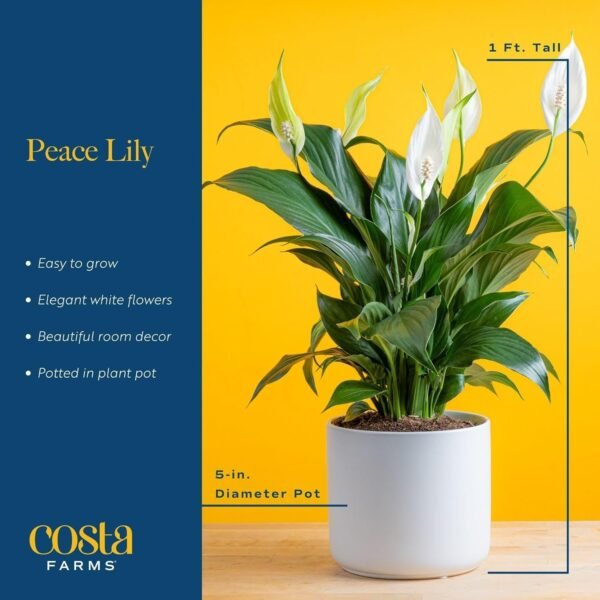 Peace Lily, Live Indoor Plant with Flowers, Easy to Grow Houseplant in Decorative Pot, Potting Soil, Thinking of You, Get Well Soon Gift, Room Decor, 1 Foot Tall