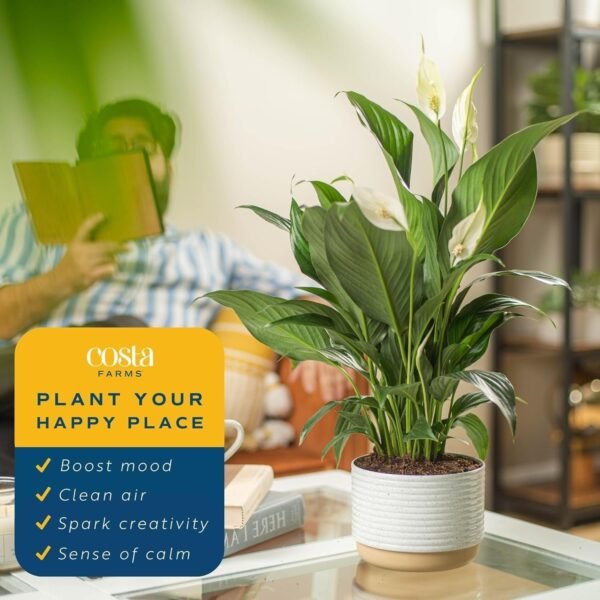 Peace Lily, Live Indoor Plant with Flowers, Easy to Grow Houseplant in Decorative Pot, Potting Soil, Thinking of You, Get Well Soon Gift, Room Decor, 1 Foot Tall