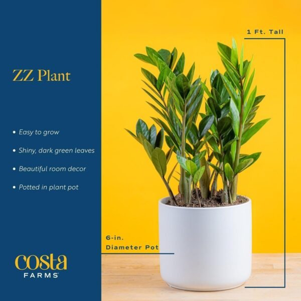 71Nz2mgUVbL._AC_SL1500.jpg Live Indoor Houseplant in Modern Decor Planter, Natural Air Purifier in Potting Soil, Gift for Plant Lovers, Birthday Gift, Tabletop Living Room Decor, Desk Decor, 12-Inches Tall