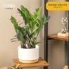 71UTVfRr6RL._AC_SL1500.jpg Live Indoor Houseplant in Modern Decor Planter, Natural Air Purifier in Potting Soil, Gift for Plant Lovers, Birthday Gift, Tabletop Living Room Decor, Desk Decor, 12-Inches Tall