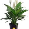 Peace Lily, Live Indoor Plant with Flowers, Easy to Grow Houseplant in Decorative Pot, Potting Soil, Thinking of You, Get Well Soon Gift, Room Decor, 1 Foot Tall