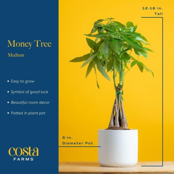 Money Tree, Easy to Grow Live Indoor Plant, Bonsai Houseplant in Ceramic Planter Pot, Potting Soil, Home Décor, Gardening, Birthday, Housewarming, 12-16 Inches Tall
