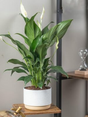 Peace Lily, Live Indoor Plant with Flowers, Easy to Grow Houseplant in Decorative Pot, Potting Soil, Thinking of You, Get Well Soon Gift, Room Decor, 1 Foot Tall