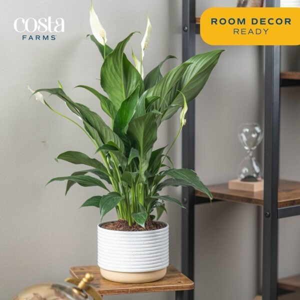 Peace Lily, Live Indoor Plant with Flowers, Easy to Grow Houseplant in Decorative Pot, Potting Soil, Thinking of You, Get Well Soon Gift, Room Decor, 1 Foot Tall
