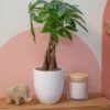 Money Tree, Easy to Grow Live Indoor Plant, Bonsai Houseplant in Ceramic Planter Pot, Potting Soil, Home Décor, Gardening, Birthday, Housewarming, 12-16 Inches Tall