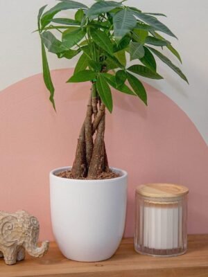 Money Tree, Easy to Grow Live Indoor Plant, Bonsai Houseplant in Ceramic Planter Pot, Potting Soil, Home Décor, Gardening, Birthday, Housewarming, 12-16 Inches Tall
