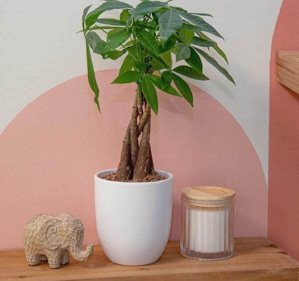 Money Tree, Easy to Grow Live Indoor Plant, Bonsai Houseplant in Ceramic Planter Pot, Potting Soil, Home Décor, Gardening, Birthday, Housewarming, 12-16 Inches Tall