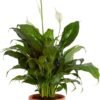 Peace Lily, Live Indoor Plant with Flowers, Easy to Grow Houseplant in Decorative Pot, Potting Soil, Thinking of You, Get Well Soon Gift, Room Decor, 1 Foot Tall
