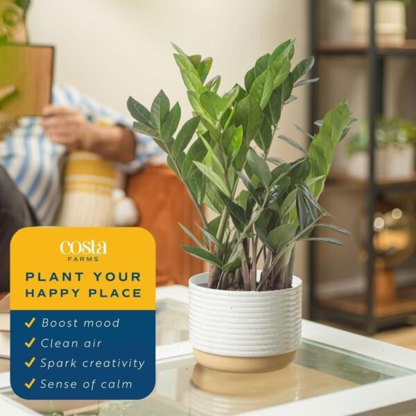 81GM5o5agKL._AC_SL1500.jpg Live Indoor Houseplant in Modern Decor Planter, Natural Air Purifier in Potting Soil, Gift for Plant Lovers, Birthday Gift, Tabletop Living Room Decor, Desk Decor, 12-Inches Tall