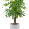 Money Tree, Easy to Grow Live Indoor Plant, Bonsai Houseplant in Ceramic Planter Pot, Potting Soil, Home Décor, Gardening, Birthday, Housewarming, 12-16 Inches Tall