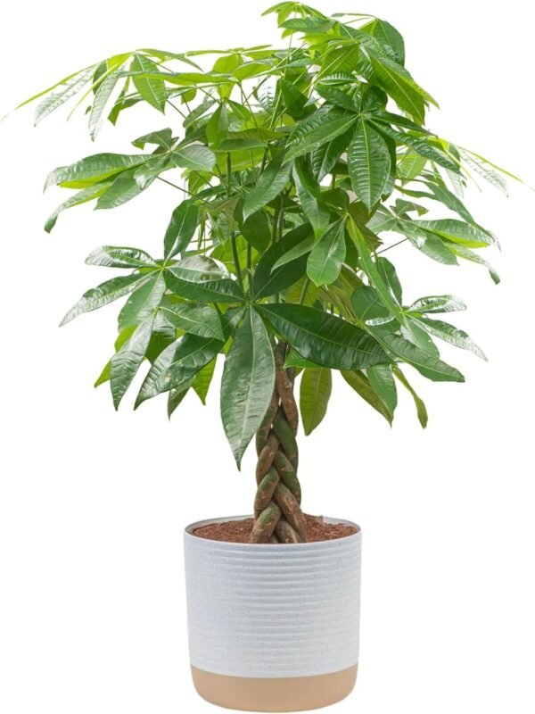Money Tree, Easy to Grow Live Indoor Plant, Bonsai Houseplant in Ceramic Planter Pot, Potting Soil, Home Décor, Gardening, Birthday, Housewarming, 12-16 Inches Tall