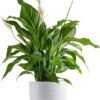 Peace Lily, Live Indoor Plant with Flowers, Easy to Grow Houseplant in Decorative Pot, Potting Soil, Thinking of You, Get Well Soon Gift, Room Decor, 1 Foot Tall