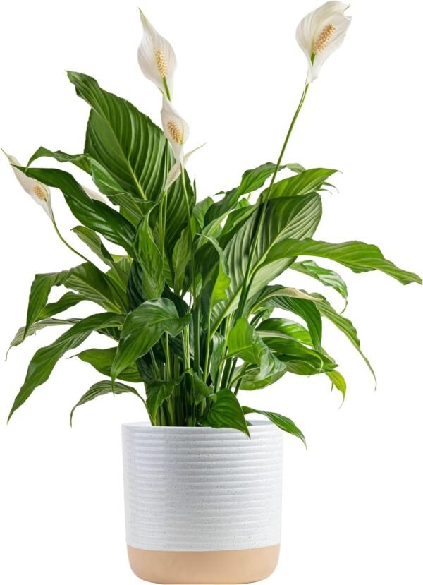 Peace Lily, Live Indoor Plant with Flowers, Easy to Grow Houseplant in Decorative Pot, Potting Soil, Thinking of You, Get Well Soon Gift, Room Decor, 1 Foot Tall