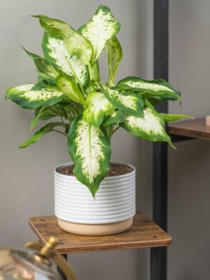 Dieffenbachia Live Plant Indoor, Easy Grow Light and Watering Houseplant, Potted in Indoors Garden Decor Plant Pot, Soil, Grower's Choice, Home and Office Plants Decor, 1 Foot Tall