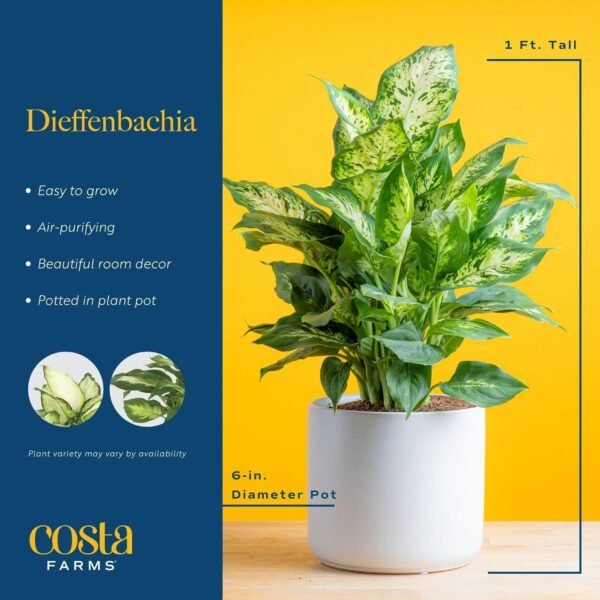 Dieffenbachia Live Plant Indoor, Easy Grow Light and Watering Houseplant, Potted in Indoors Garden Decor Plant Pot, Soil, Grower's Choice, Home and Office Plants Decor, 1 Foot Tall